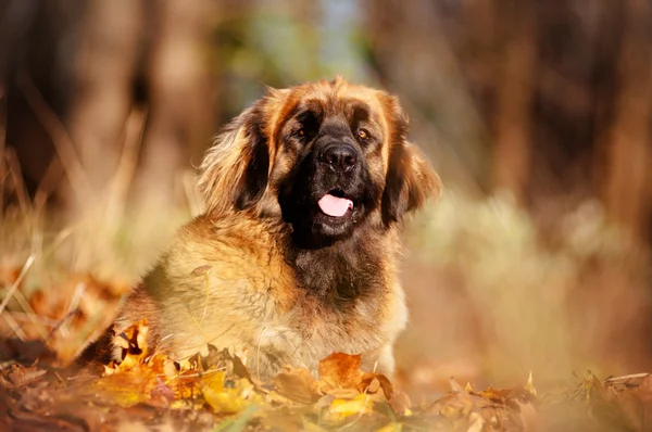 Осенний портрет собаки Леонбергера — стоковое фото