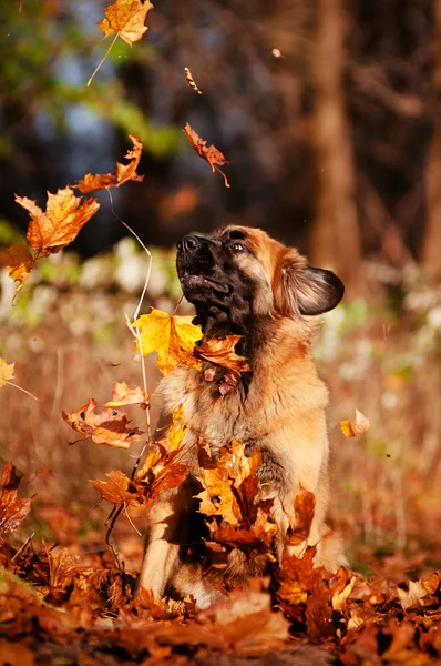 Leonberger cane autunno ritratto — Foto Stock