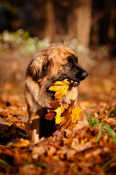 秋の葉を保持しているレオンベルガー犬 — ストック写真