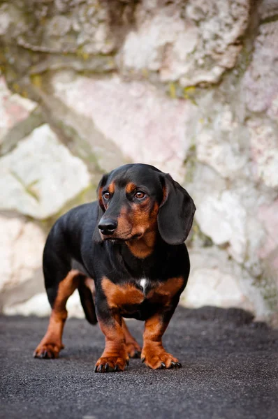 Chien de race teckel noir debout à l'extérieur — Photo