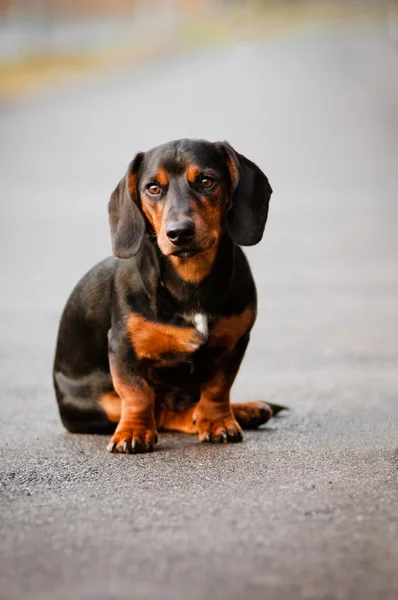 Nero bassotto razza cane seduto all'aperto — Foto Stock