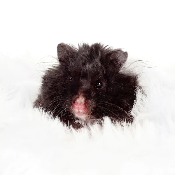 Schwarzer flauschiger Hamster — Stockfoto