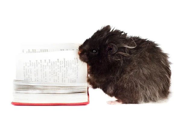 Hamster läser en bok — Stockfoto
