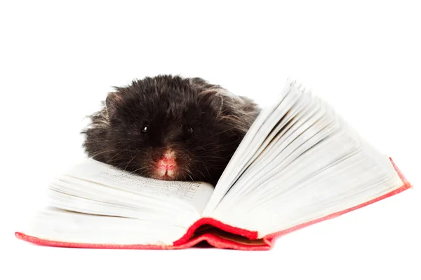 Hamster lesen ein Buch — Stockfoto