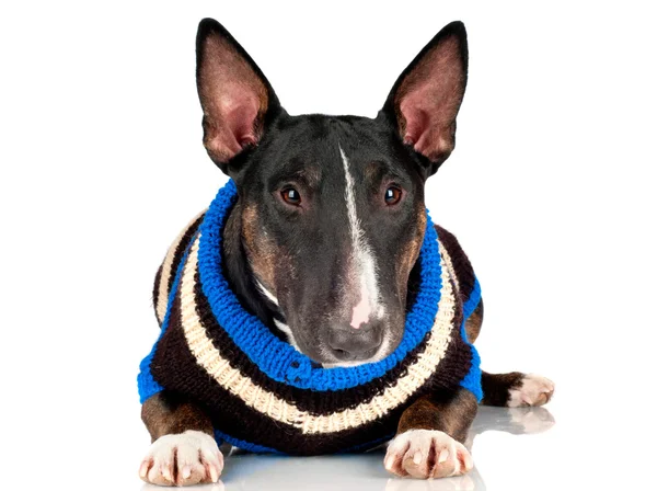 Cão terrier touro preto na roupa — Fotografia de Stock