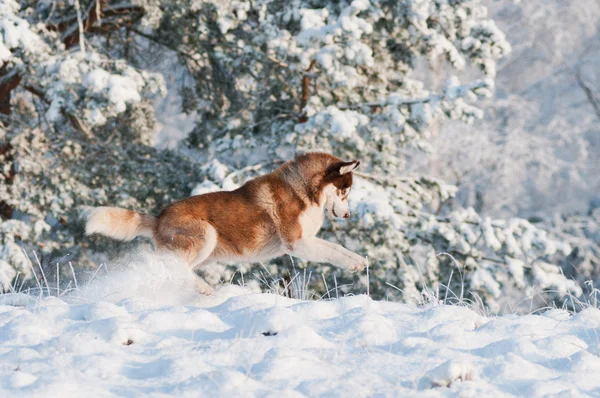 Siberian husky dog in winter — Stock Photo, Image