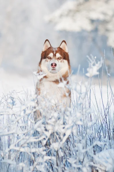 Sibirisk husky hund på vintern — Stockfoto