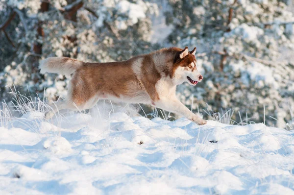 Chien husky sibérien en hiver — Photo