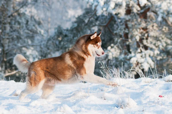Syberyjski husky pies w zimie — Zdjęcie stockowe