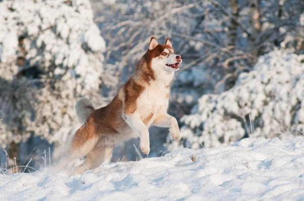 Sibiřský husky pes v zimě — Stock fotografie