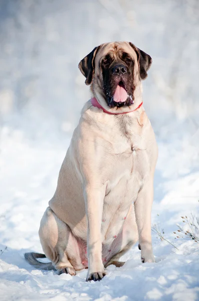 İngiliz mastiff köpek portre kar — Stok fotoğraf