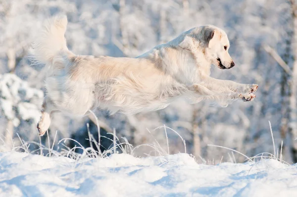 Golden retriever perro salta en la nieve — Foto de Stock