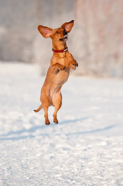 达克斯猎狗狗跳跃 — 图库照片