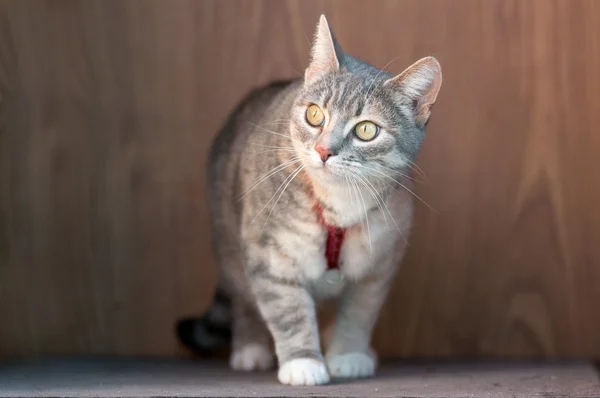 Tabby kitten outdoors portrait — Stock Photo, Image