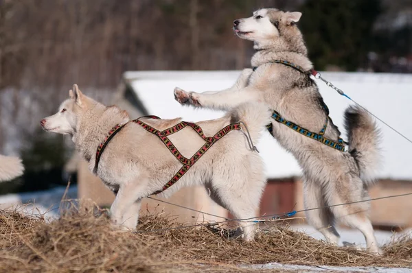 Dos huskies siberianos al aire libre — Foto de Stock