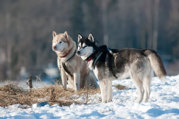 Twee Siberische husky's buitenshuis — Stockfoto