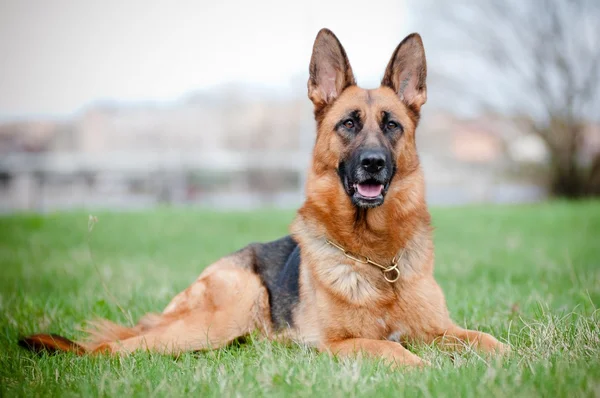 German shepherd dog lying in the grass — Stock Photo, Image