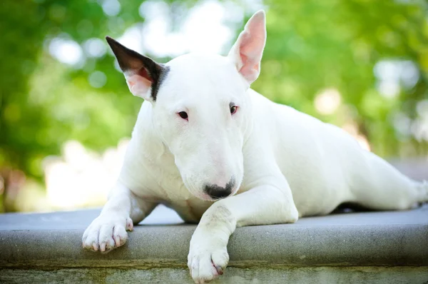 Vit bullterrier vilar — Stockfoto