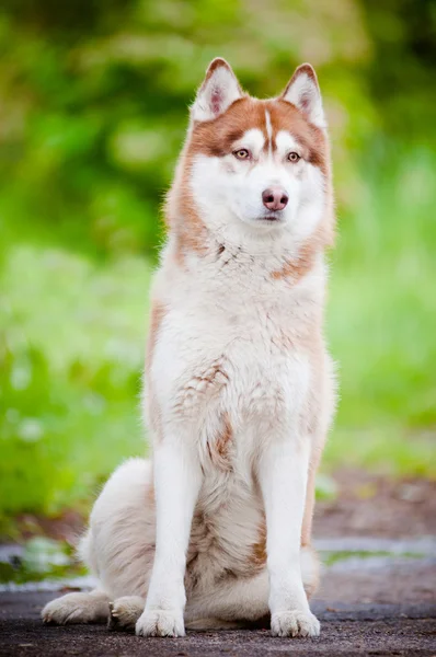 Kahverengi Sibirya husky portre açık havada — Stok fotoğraf