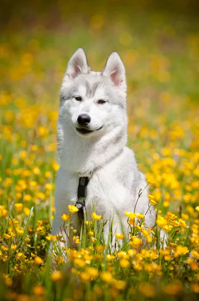 灰色のシベリアン ハスキーの子犬の肖像画の屋外 — ストック写真