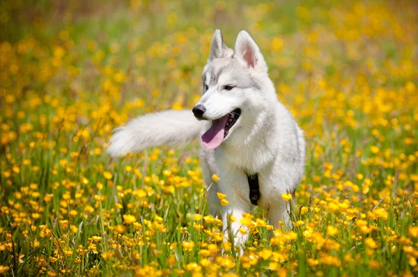 Grijze Siberische husky pup portret buitenshuis — Stockfoto