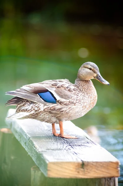Un pato hembra —  Fotos de Stock