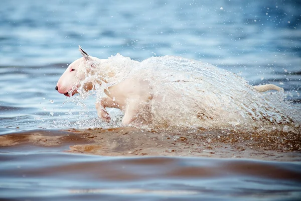Bull terrier pies skoki w wodzie — Zdjęcie stockowe