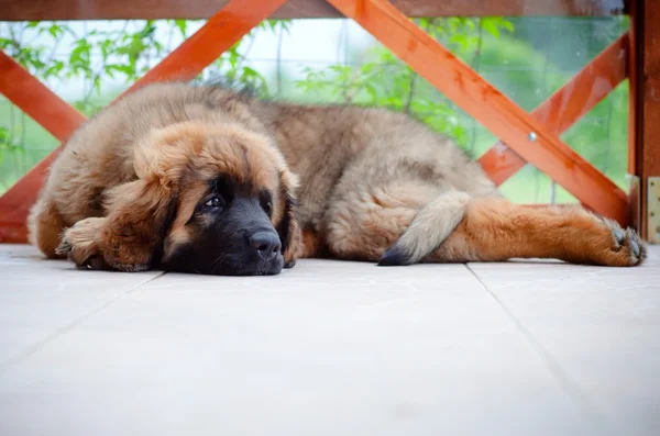 Köpek yavrusu sevimli leonberger dinlenme — Stok fotoğraf