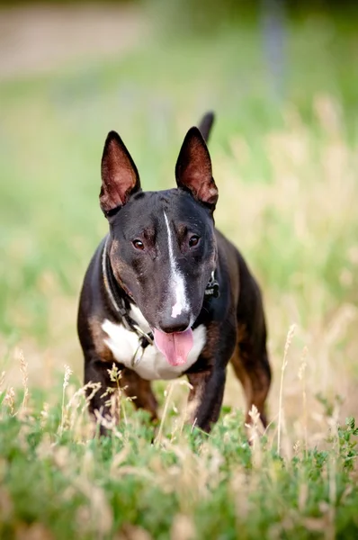 Engelsk bullterrier hund porträtt — Stockfoto