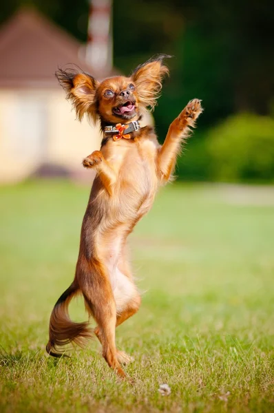 Kleiner Hund tanzt Stockbild