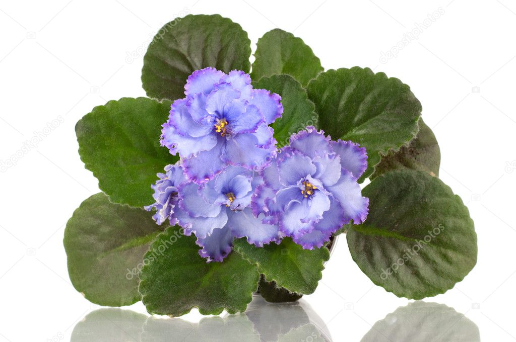 Violet flowers bouquet isolated