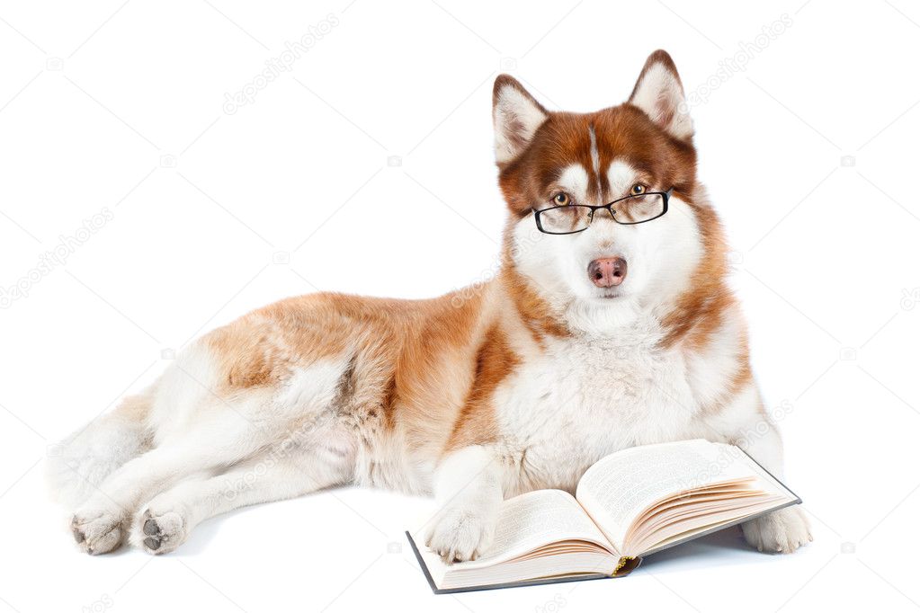 Siberian husky dog reading a book in specs