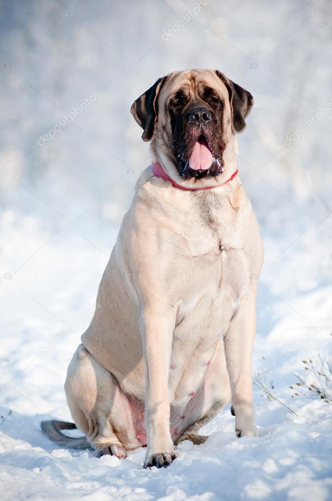English mastiff dog portrait in the snow