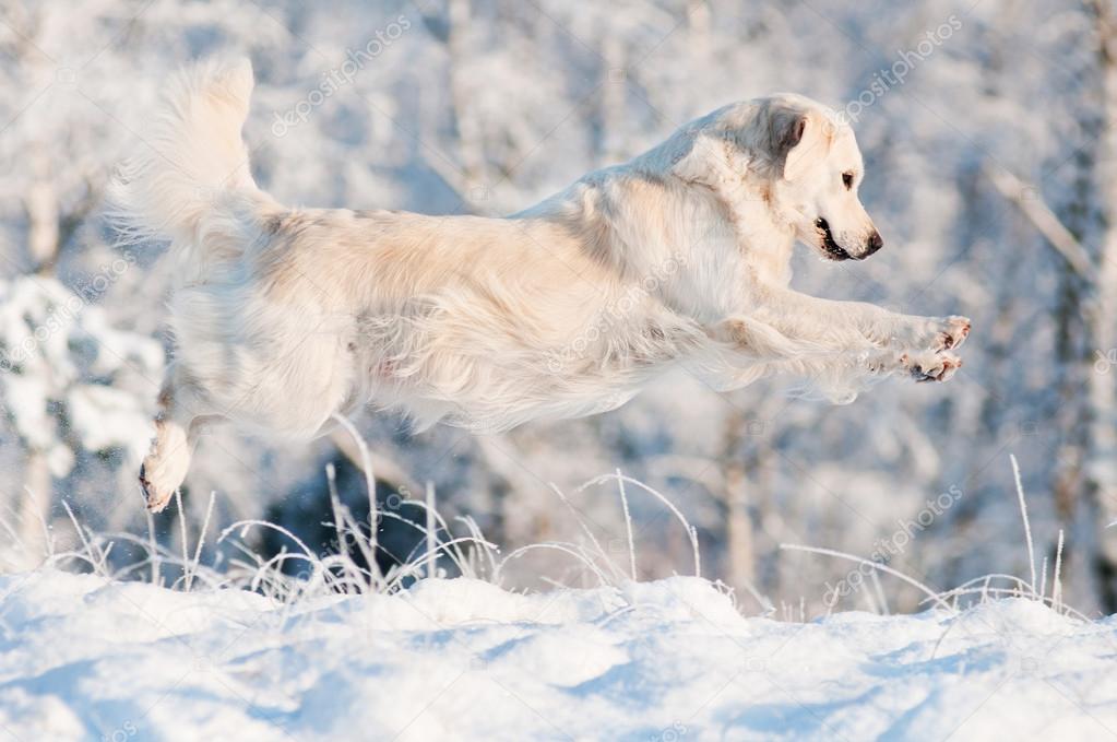 Golden retriever dog jumps in the snow