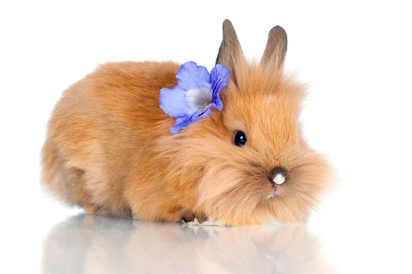 Pluizig rode bunny met een bloem — Stockfoto