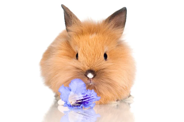 Пушистый красный кролик с цветком — стоковое фото
