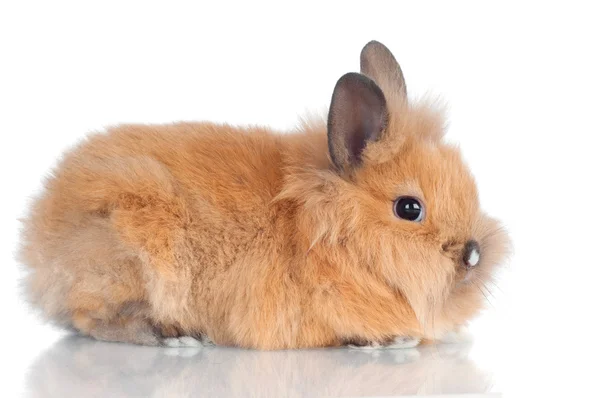 Adorable bébé lapin moelleux — Photo