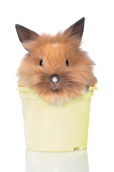 Komik bebek tavşan — Stok fotoğraf