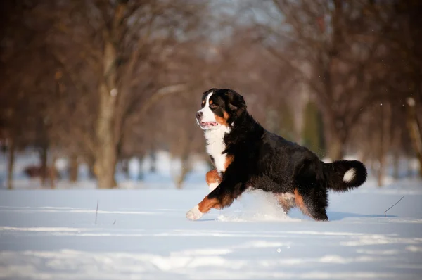 Berner Sennenhund läuft im Schnee — Stockfoto