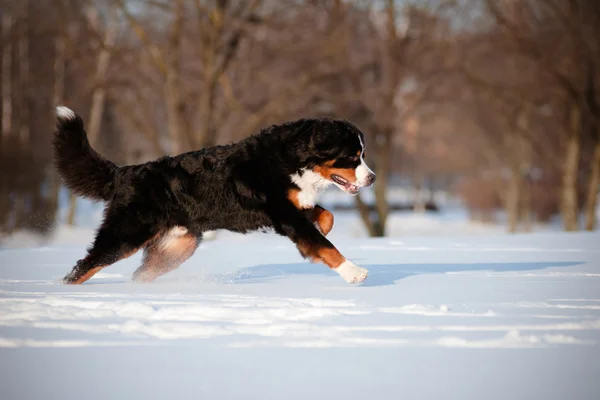 Bernese mountain dog running in the snow — Stock Photo, Image