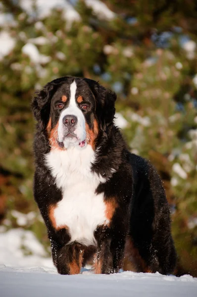 Bernese dağ köpeği portre — Stok fotoğraf