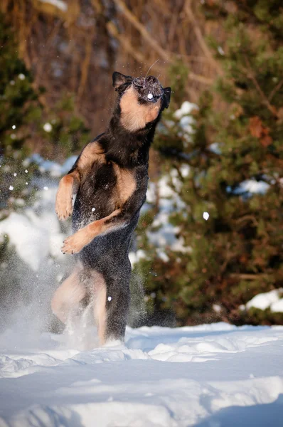 Dog jumping in the snow — Stock Photo, Image