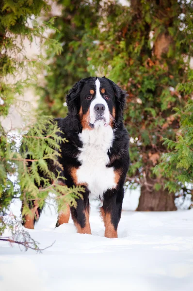 Bernese dağ köpeği portre — Stok fotoğraf