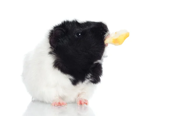 Guinea pig with an apple piece — Stock Photo, Image