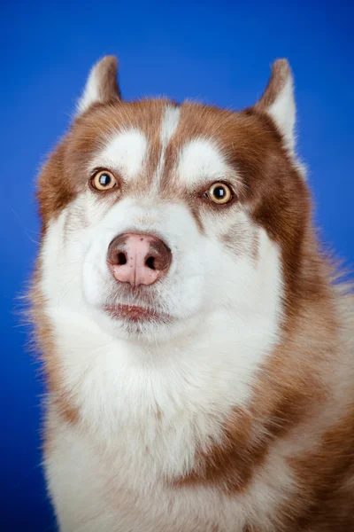 Siberische husky hond portret op blauw — Stockfoto