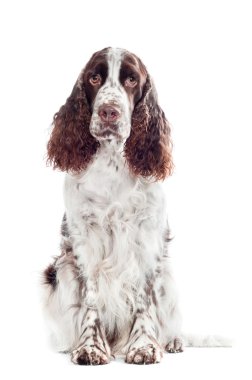 kahverengi springer spaniel köpek portre