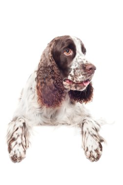 kahverengi springer spaniel köpek afiş