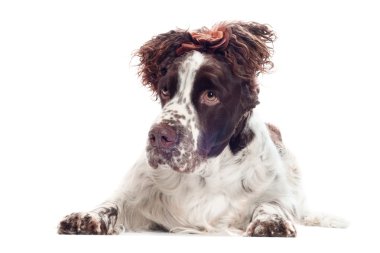 bir saç modeli ile kahverengi springer spaniel köpek