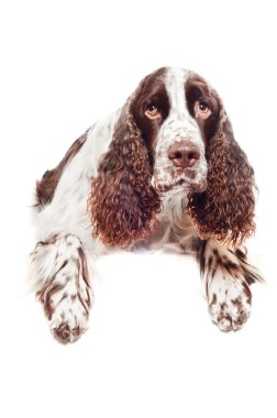 kahverengi springer spaniel köpek afiş