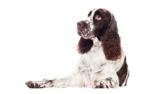 Brown springer spaniel dog portrait — ストック写真